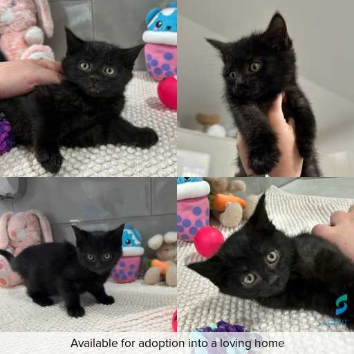 Photo of cat with ID of : C260649.
