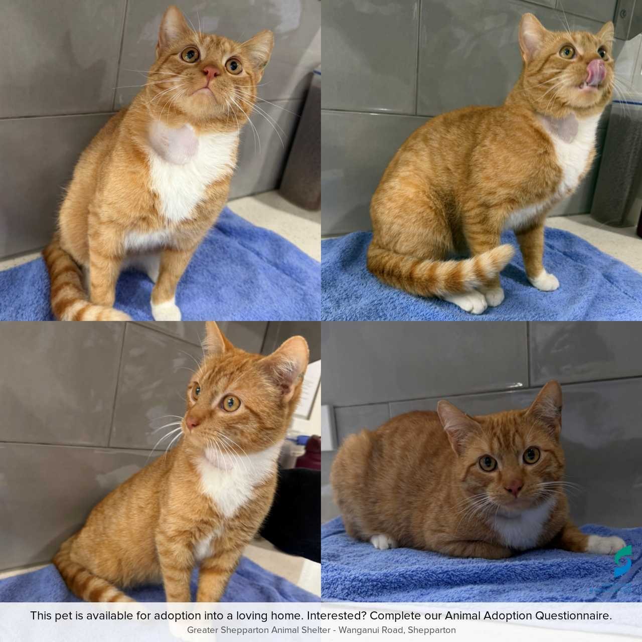 C260652 Cheeto