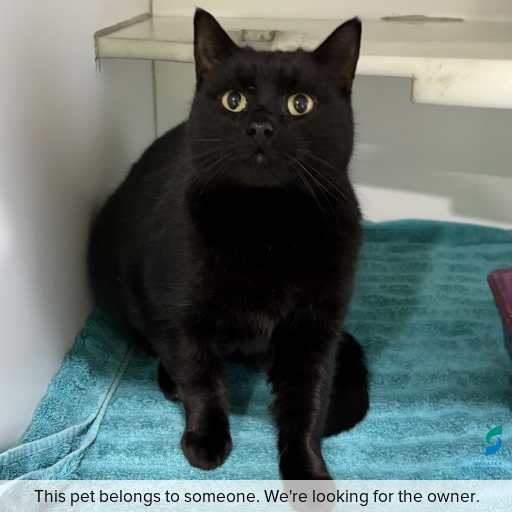 Photo of cat with ID of : C260655.