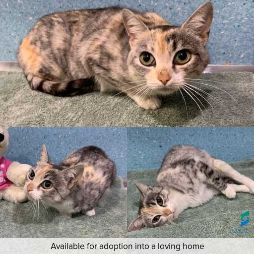 Photo of cat with ID of : C260659.