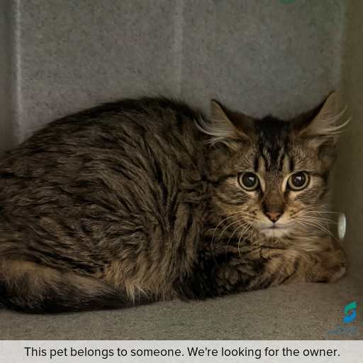 Photo of cat with ID of : C260666.