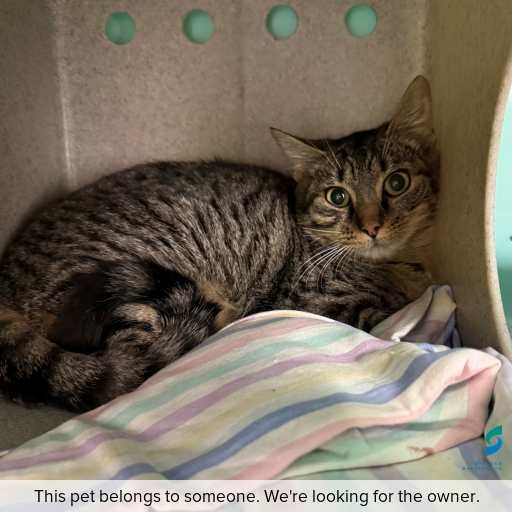 Photo of cat with ID of : C260668.