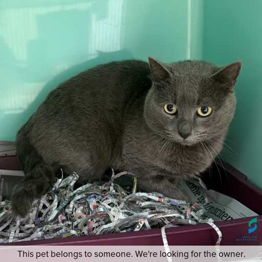 Photo of cat with ID of : C260669.