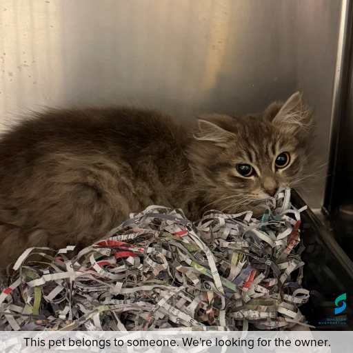Photo of cat with ID of : C260672.