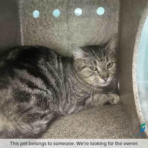 Photo of cat with ID of : C260675.