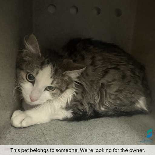Photo of cat with ID of : C260676.