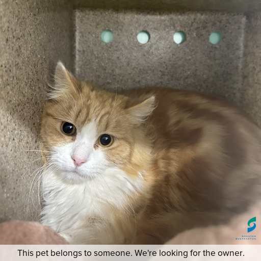 Photo of cat with ID of : C260680.