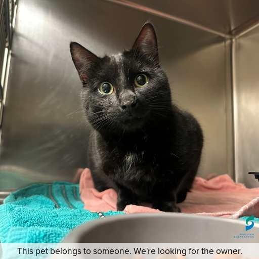 Photo of cat with ID of : C260682.