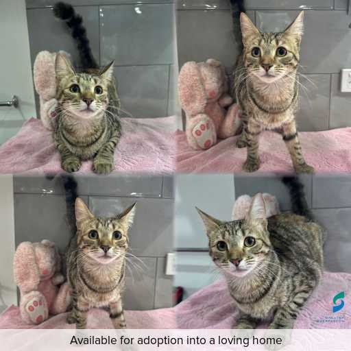 Photo of cat with ID of : C260694.