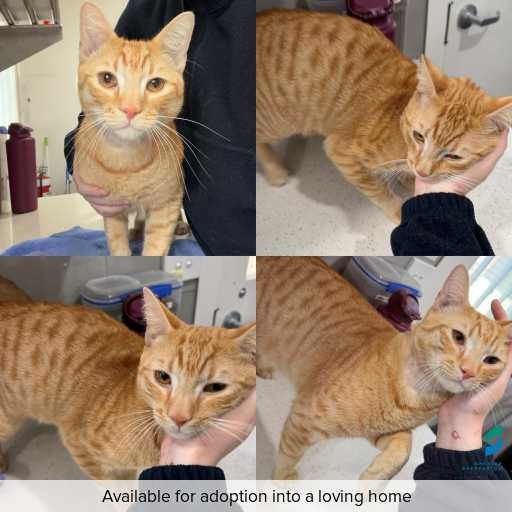 Photo of cat with ID of : C260695.