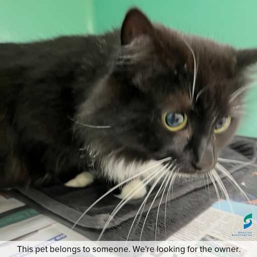 Photo of cat with ID of : C260716.