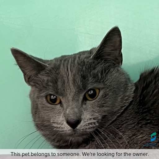 Photo of cat with ID of : C260719.