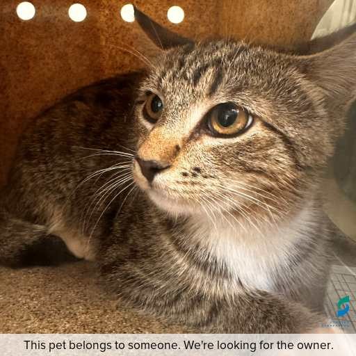 Photo of cat with ID of : C260302.