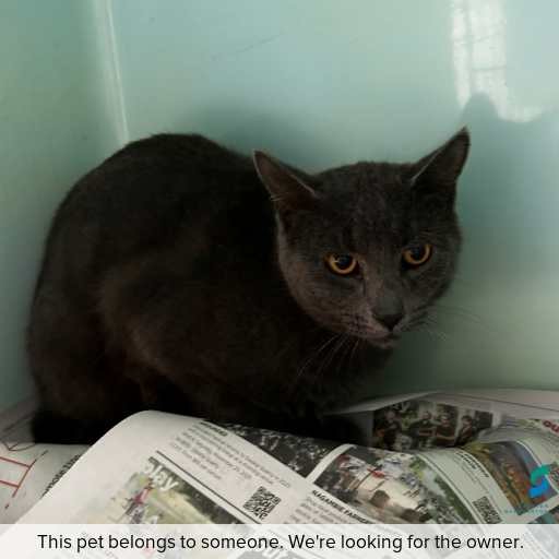 Photo of cat with ID of : C260303.