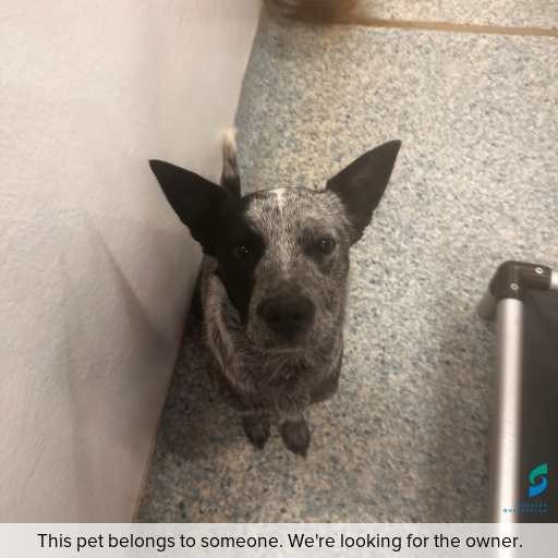 Photo of dog with ID of : D260002.