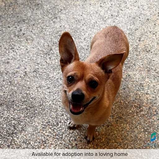 Photo of dog with ID of : D260008.