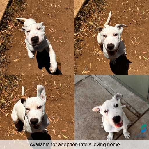 Photo of dog with ID of : D260016.