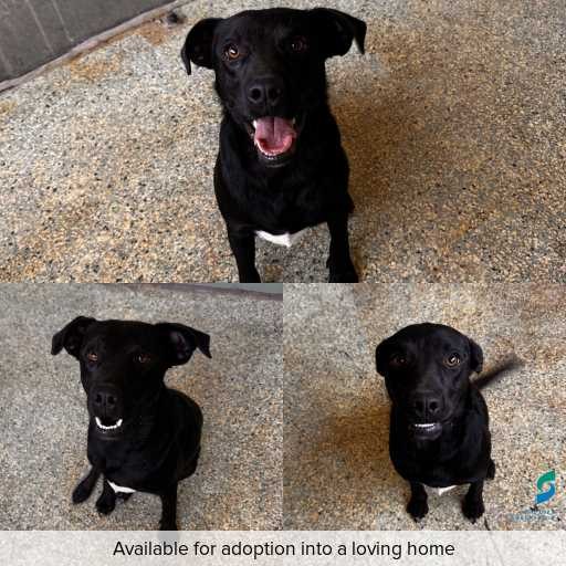 Photo of dog with ID of : D260031.