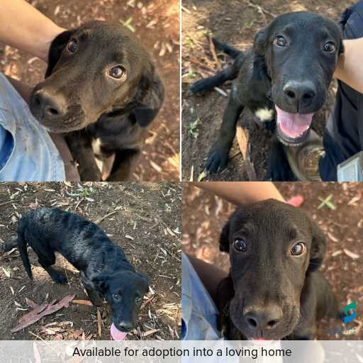 Photo of dog with ID of : D260053.