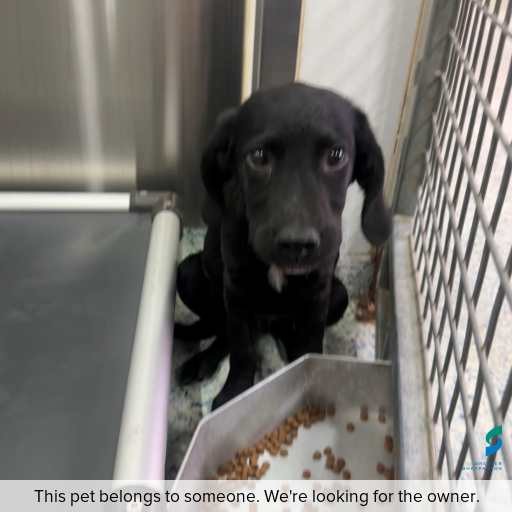 Photo of dog with ID of : D260053.