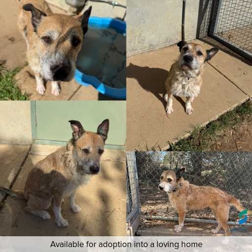 Photo of dog with ID of : D260070.