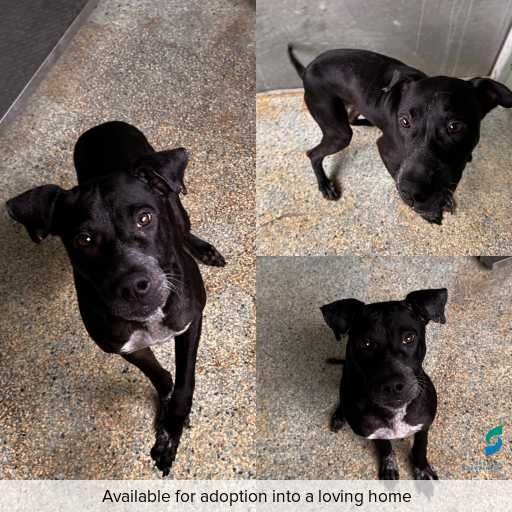 Photo of dog with ID of : D260072.