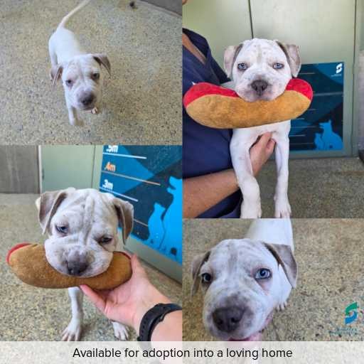 Photo of dog with ID of : D260078.