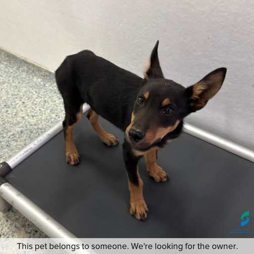 Photo of dog with ID of : D260082.