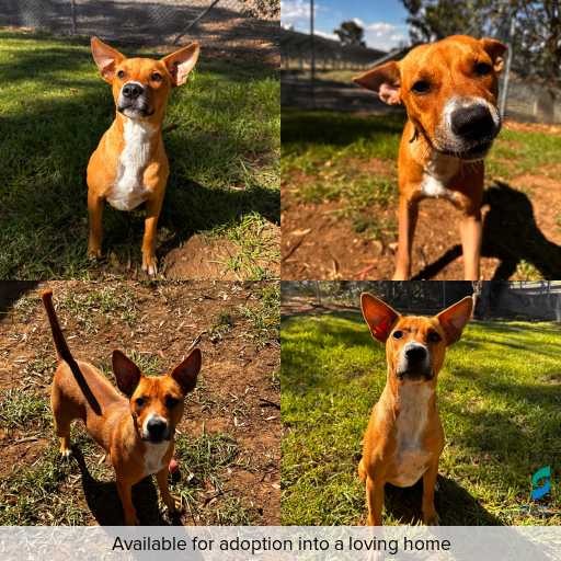 Photo of dog with ID of : D260113.