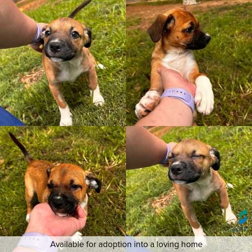 Photo of dog with ID of : D260122.