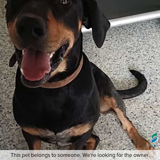 Photo of dog with ID of : D260129.