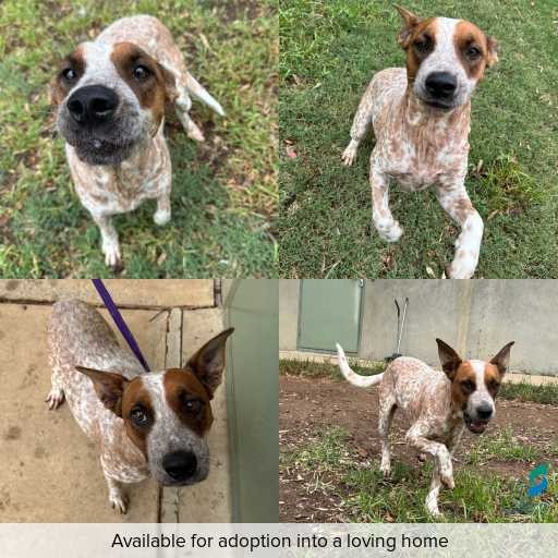 Photo of dog with ID of : D260153.