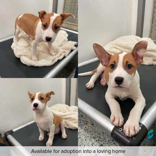 Photo of dog with ID of : D260171.