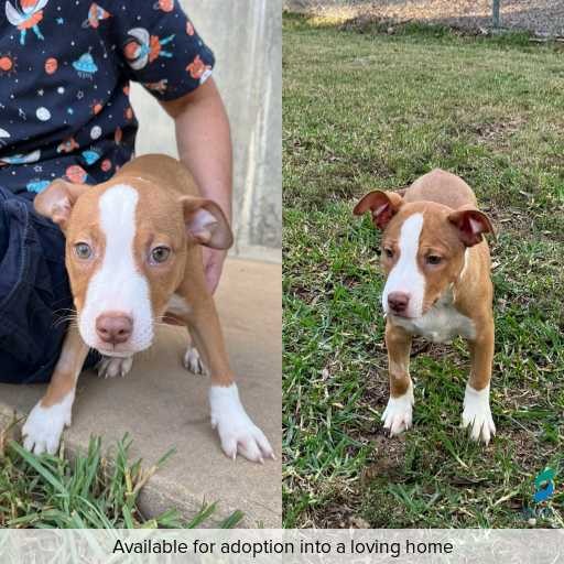 Photo of dog with ID of : D260173.