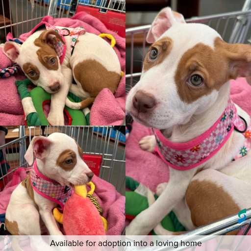 Photo of dog with ID of : D260175.