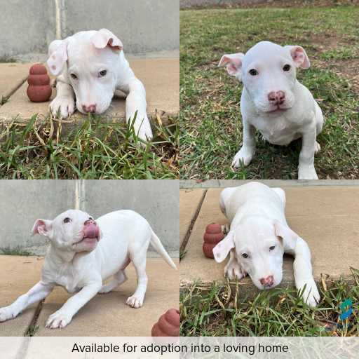 Photo of dog with ID of : D260176.