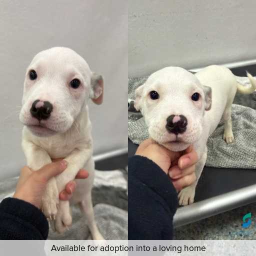 Photo of dog with ID of : D260177.