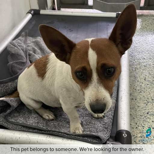 Photo of dog with ID of : D260210.