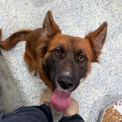 কুকুরের ছবি যার পরিচয়পত্র: D260217।