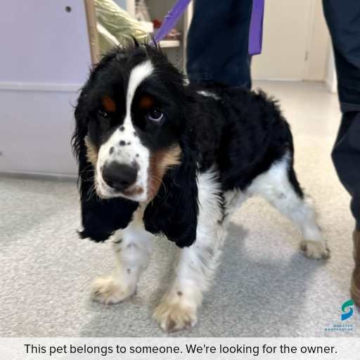 Photo of dog with ID of : D260231.