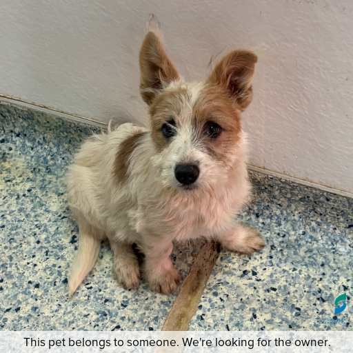 Photo of dog with ID of : D260235.