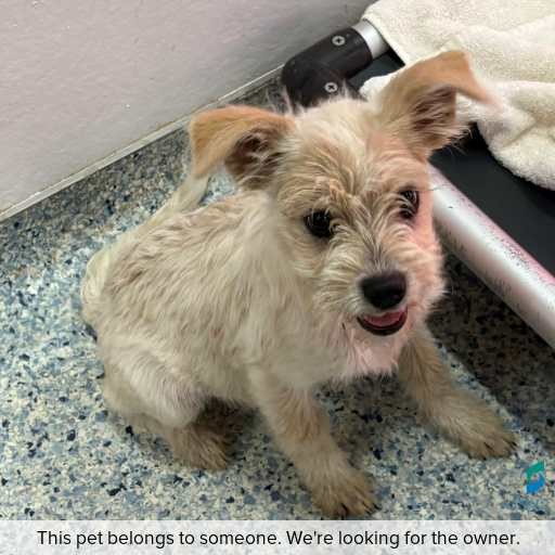 Photo of dog with ID of : D260236.