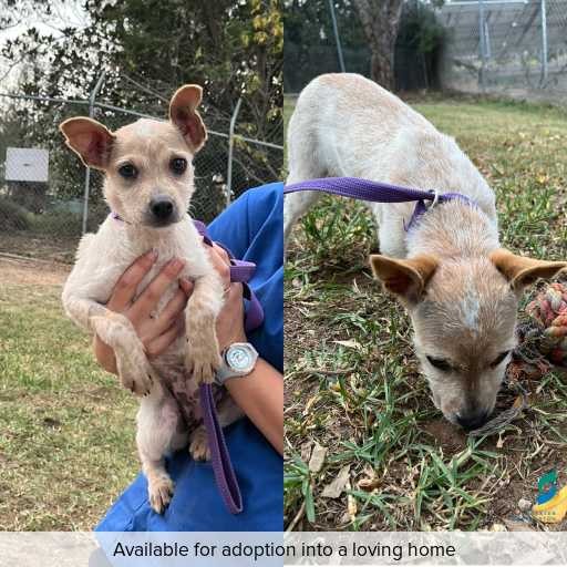 Photo of dog with ID of : D260237.