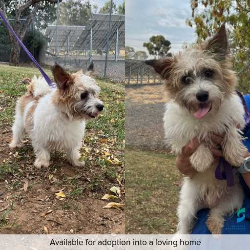 Photo of dog with ID of : D260240.