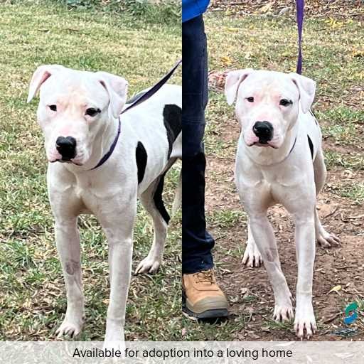 Photo of dog with ID of : D260246.