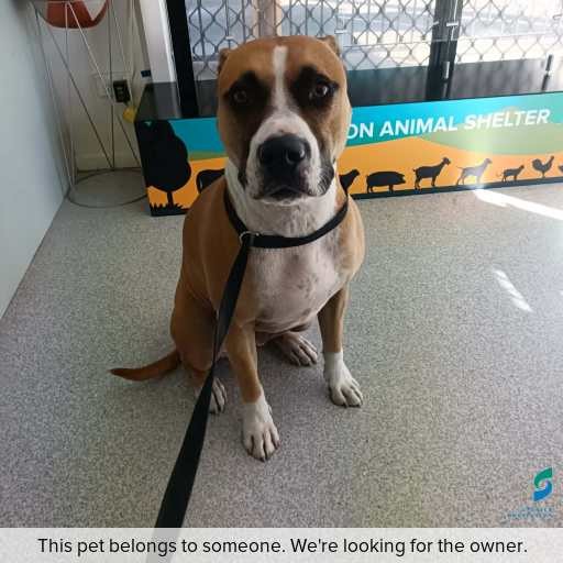 Photo of dog with ID of : D260252.