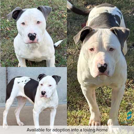 Photo of dog with ID of : D260264.
