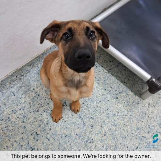 Photo of dog with ID of : D260269.