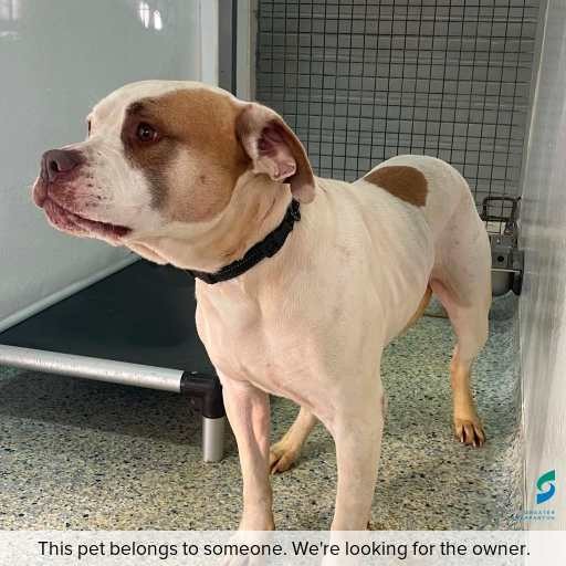 Photo of dog with ID of : D260330.