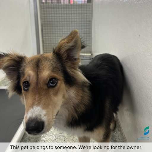 Photo of dog with ID of : D260351.